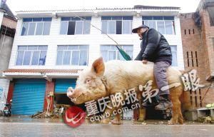 蔣大爺騎著他的種豬出門，回頭率很高。