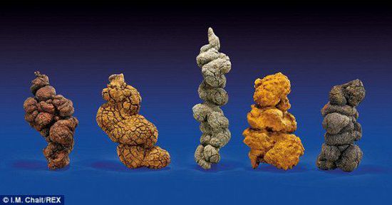 古時海龜五份糞便樣本也將拍賣。