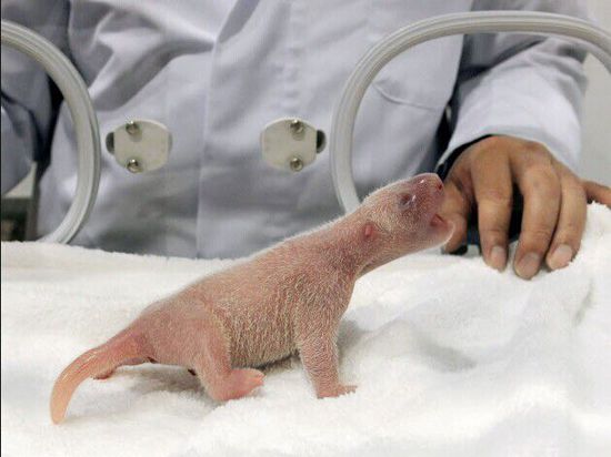 大熊貓幼仔 大熊貓幼仔