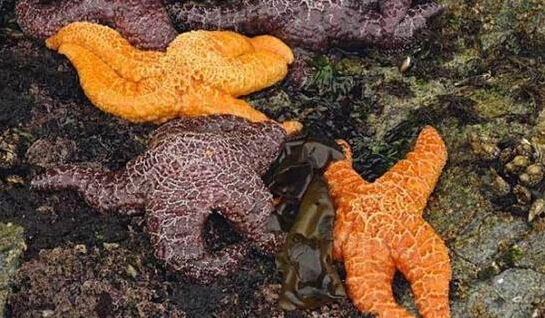 近2年來(lái)，估計(jì)有百萬(wàn)只海星自殺（臺(tái)灣中時(shí)電子報(bào)）
