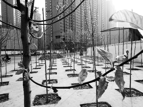 英協(xié)路沈莊北街路口空地上，城管雇人種的100多棵樹已經(jīng)長(zhǎng)出了嫩芽