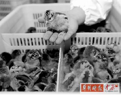 五一過(guò)后,雞苗價(jià)格逐步漲至2元 五一過(guò)后,雞苗價(jià)格逐步漲至2元