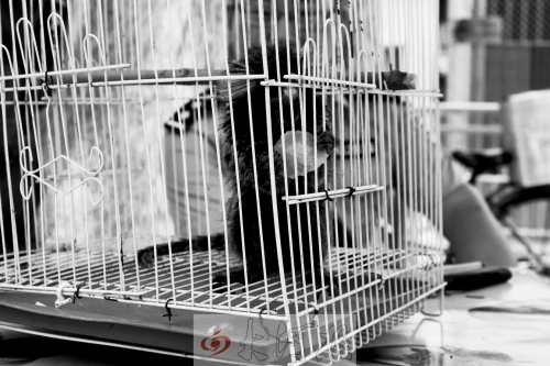 “別看俺個子小，中國很稀少！”