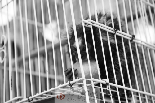 “不要盯著俺看，俺害羞……”（設計臺詞）