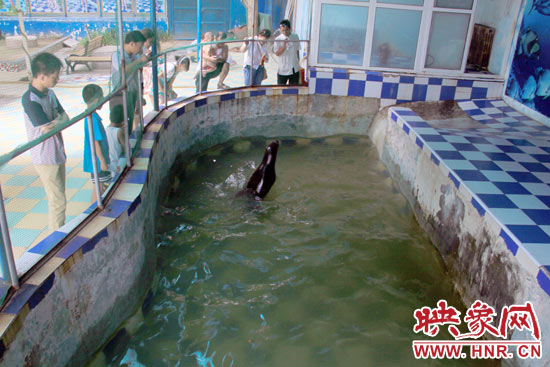 圖為游客在護欄網(wǎng)外面，觀看海獅的表演。