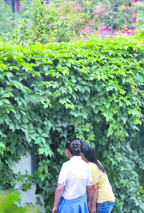 外面的游客正通過墻上的鏤空的窗，向夢溪園內觀望。