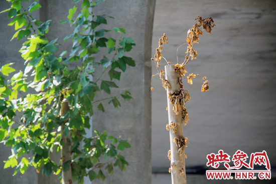 鄭州京沙快速路多數(shù)法桐干枯致死 鄭州京沙快速路多數(shù)法桐干枯致死