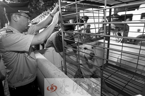 相關部門將加強管理，今年12月起烈性犬一律沒收。 （資料圖）