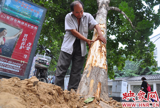 法桐受傷嚴(yán)重，樹皮上還沾著不少玻璃。