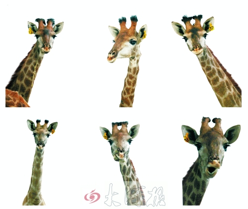 不是我們“高高在上”，只是個(gè)子太高就看看臉吧！