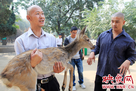 失主宋先生將“愛鹿”抱回家,并表示待小鹿傷情痊愈后,將其送到動物園,供市民觀賞。
