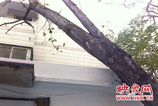 枯樹幸虧被屋檐上一根排水管絆住 枯樹幸虧被屋檐上一根排水管絆住