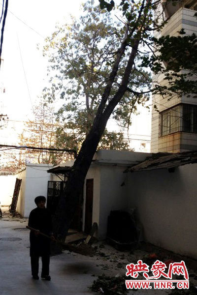 十余米高的枯桐傾倒在房頂(圖片系網(wǎng)友供圖) 十余米高的枯桐傾倒在房頂(圖片系網(wǎng)友供圖)