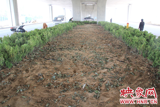 4月17日，當(dāng)記者經(jīng)過該路段時(shí)，發(fā)現(xiàn)那些“大葉女貞”并沒有繼續(xù)留在橋下生長(zhǎng)，而是被悄悄移走了。