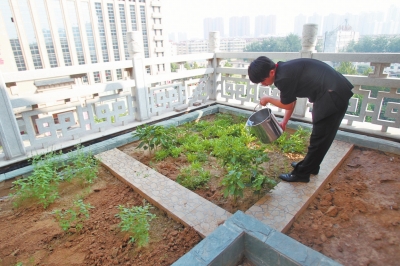 鄭州某酒店在樓頂打造的菜園子，服務員正在澆水。