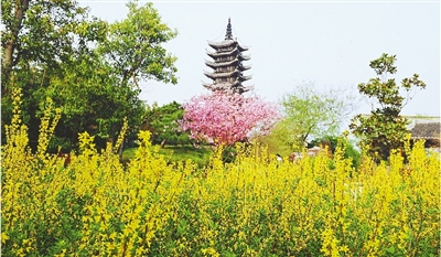 綠博園盛開的鮮花“期待”和市民“約會”。