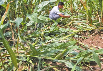 甕峪村一莊稼地，被野豬糟蹋的玉米。