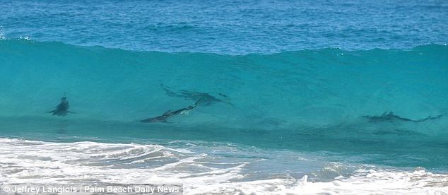 美海灘驚現(xiàn)萬(wàn)頭鯊魚(yú)