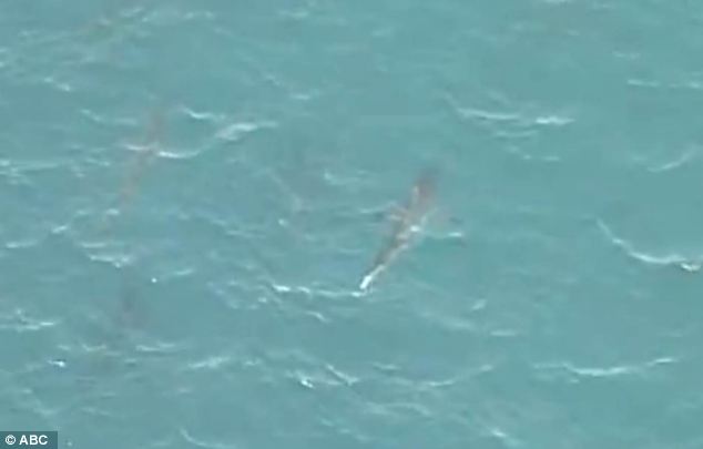 美海灘驚現(xiàn)萬(wàn)頭鯊魚(yú)