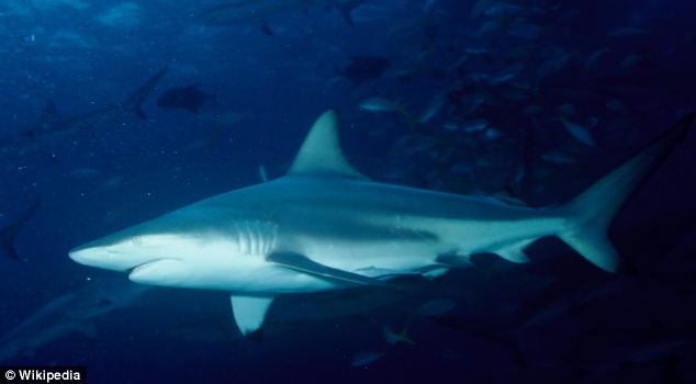 美海灘驚現(xiàn)萬(wàn)頭鯊魚(yú)