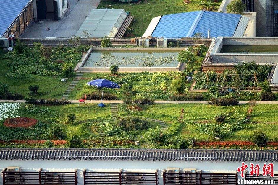 江西南昌的"空中菜園" 江西南昌的"空中菜園"