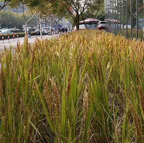 杭州街頭水稻當花養(yǎng)