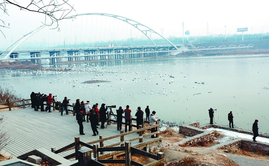 “哇!好多白天鵝?！? border=