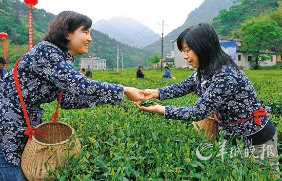 　　名茶六安瓜片原產(chǎn)地,游客身穿采茶女服裝在茶園體驗(yàn)采摘新茶的樂(lè)趣。