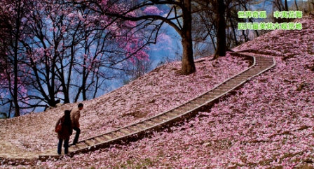世界奇觀---藥王谷辛夷花海 世界奇觀---藥王谷辛夷花海