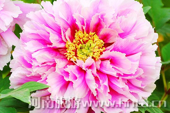 夢回唐朝 聞香識牡丹 夢回唐朝 聞香識牡丹