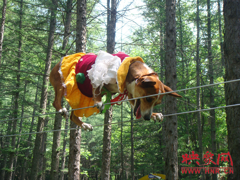 小狗走鋼絲 小狗走鋼絲