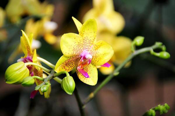 過年7天樂，老家河南春節(jié)享樂全攻略