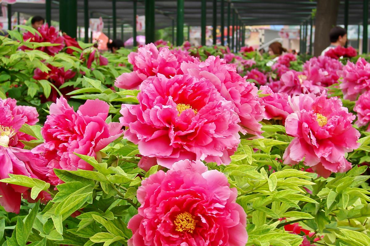 今年中國洛陽牡丹文化節(jié)將于4月5日拉開帷幕 今年中國洛陽牡丹文化節(jié)將于4月5日拉開帷幕