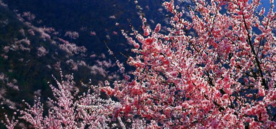 撿垃圾換玫瑰 女人節(jié) 愛在神農(nóng)山！