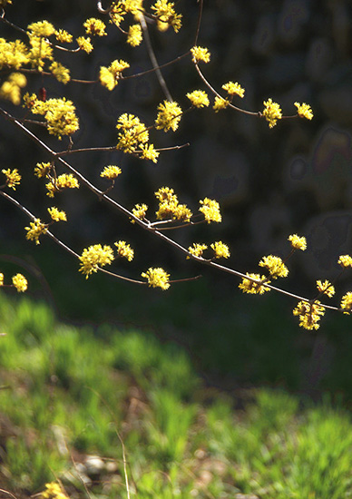 有一種呼喚，叫春天里的蟒河！