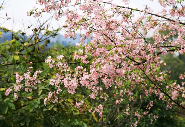 春享峨眉，樂游其中，且玩且珍惜