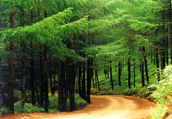 龍峪灣落葉松 龍峪灣落葉松