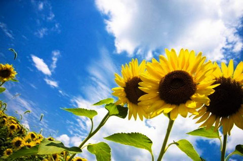 當螢火蟲遇見花海四川初夏避暑地 當螢火蟲遇見花海四川初夏避暑地