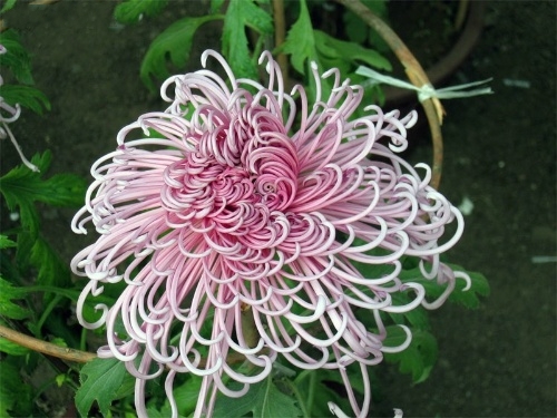 汴梁菊花甲天下 盛開之際最醉人 汴梁菊花甲天下 盛開之際最醉人