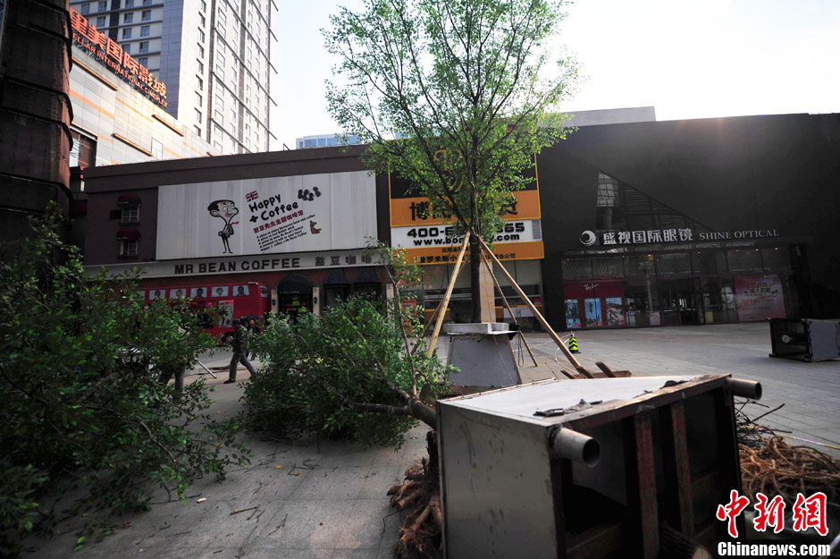 我和我的小伙伴們都驚呆了！沈陽真樹"種"上假樹葉