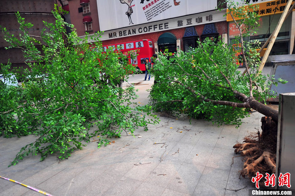 我和我的小伙伴們都驚呆了！沈陽真樹"種"上假樹葉