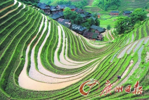 　　龍勝梯田錯落有致。