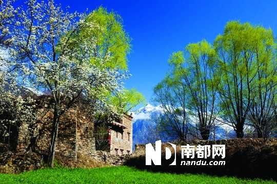 　　三月里,川西北的梨花盛放,寨子、碉樓、梨花……構(gòu)成最美的丹巴風光。