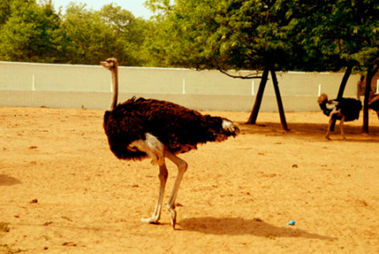周末出游哪里去 亞洲最大鴕鳥養(yǎng)殖基地別錯過 周末出游哪里去 亞洲最大鴕鳥養(yǎng)殖基地別錯過