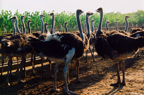 鴕鳥園精彩活動(dòng)邀您來(lái)參加 鴕鳥園精彩活動(dòng)邀您來(lái)參加