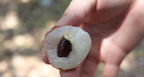 　　這就是傳說(shuō)中的瓤肉瑩白如冰雪,漿液甘酸如醴酪。大家一下就摘了半筐。