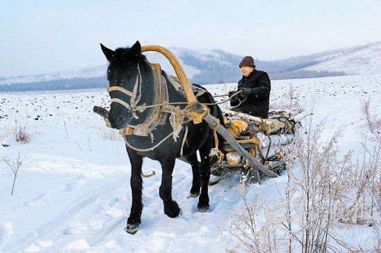 當(dāng)?shù)厝擞民R拉爬犁運(yùn)柴火 當(dāng)?shù)厝擞民R拉爬犁運(yùn)柴火