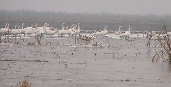 冬季正是觀鳥時 省內(nèi)觀鳥地盤點