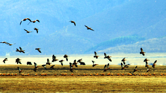 冬季觀鳥正當時:捕捉美麗 拍攝優(yōu)雅