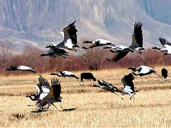 冬季觀鳥正當時:捕捉美麗 拍攝優(yōu)雅